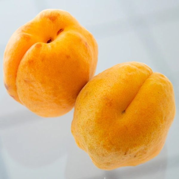 Robada Apricot W. Noyaux Fruit Spread Online now - Image 2