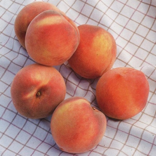 Masumoto Sun Crest Peach Fruit Spread Fashion - Image 2